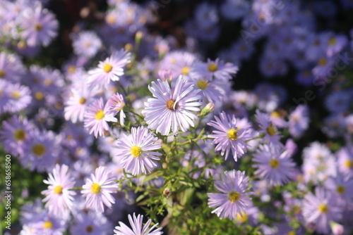 field of purple daisies