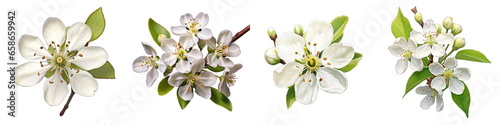 Pear Blossom Flower Hyperrealistic Highly Detailed Isolated On Transparent Background PNG File