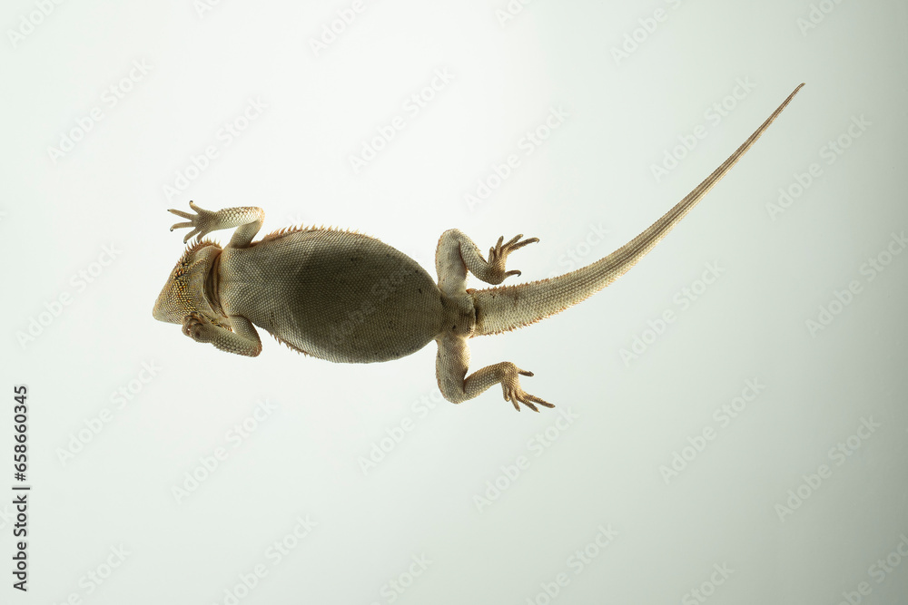 Obraz premium Pogona Vitticeps Bartagame perspektive