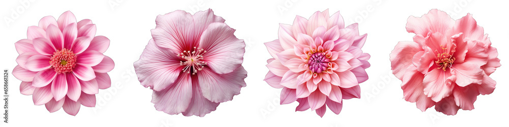 Pink Flower Hyperrealistic Highly Detailed Isolated On Transparent Background PNG File