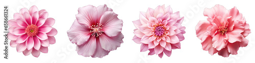 Pink Flower Hyperrealistic Highly Detailed Isolated On Transparent Background PNG File
