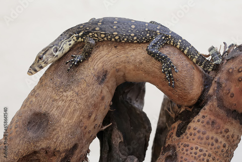 A baby salvator monitor lizard is sunbathing on a dry tree trunk before starting its daily activities. This carnivorous reptile has the scientific name Varanus salvator.