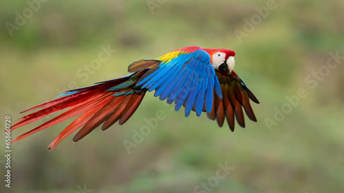 The scarlet macaw (Ara macao) is a large yellow, red and blue Neotropical parrot native to humid evergreen forests of the Americas.  © Milan