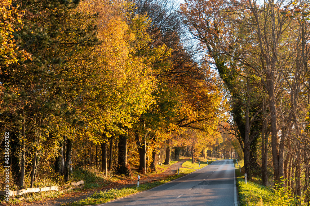 Landstraße in Schleswig-Holstein  im Herbst mit Bäumen und buntem Laub