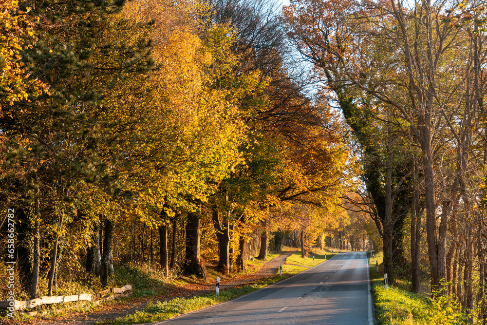 Landstraße in Schleswig-Holstein im Herbst mit Bäumen und buntem Laub Landstraße in Schleswig-Holstein im Herbst mit Bäumen und buntem Laub