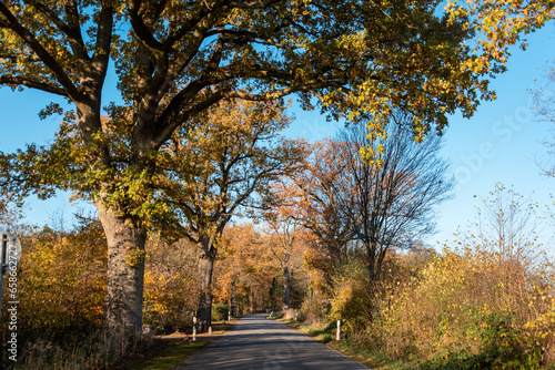 Landstraße im Herbst mit Eichenbäumen und buntem Laub