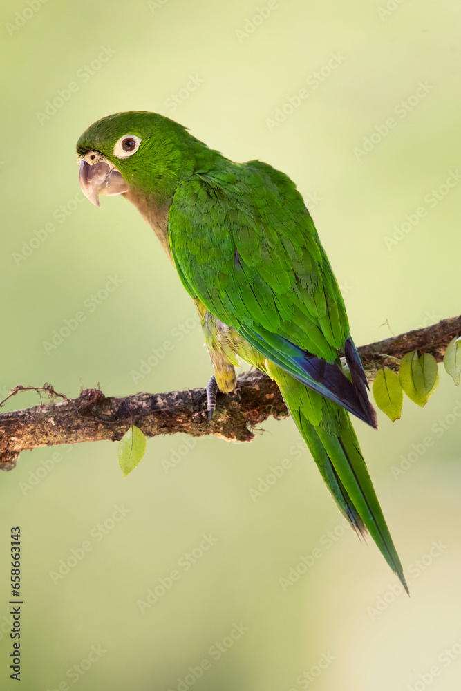 The olive-throated parakeet (Eupsittula nana), also known as the olive-throated conure in aviculture, is a species of bird in subfamily Arinae of the family Psittacidae