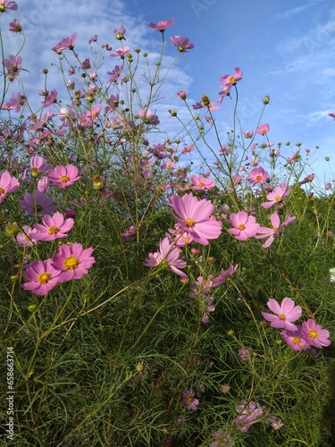 pink flowers in the field