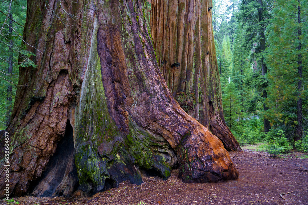 Sequoia - Giant Forest California (2023) Sequoia - Giant Forest California (2023)