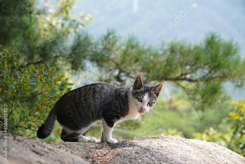 Cute Mackerel Tabby Baby Cat