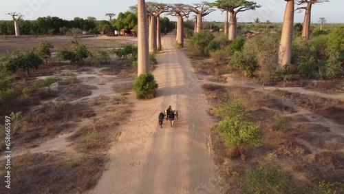 Aerial view of baobabs avenue in Madagascar, baobabs, endless gravel roads and African rivers. 