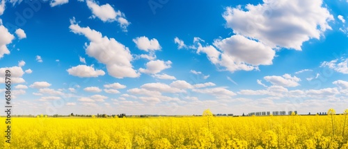 Vibrant Blooms: Panorama of a Flowering Rapeseed Field under a Blue Sky