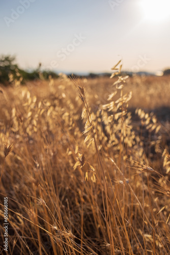 golden wheat field at sunset