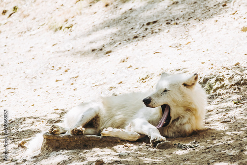 Loup blanc arctique couché en train de se reposer photo