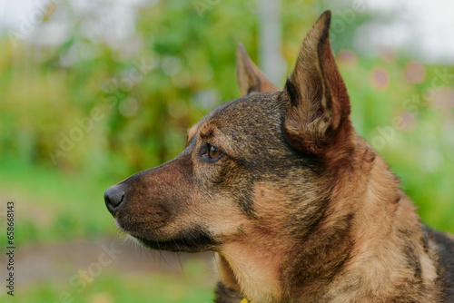 Głowa psa widoczna z profilu. Pies w typie wilczura, czarno brązowa sierść, uszy postawione do góry, uważnie obserwuje otoczenie.