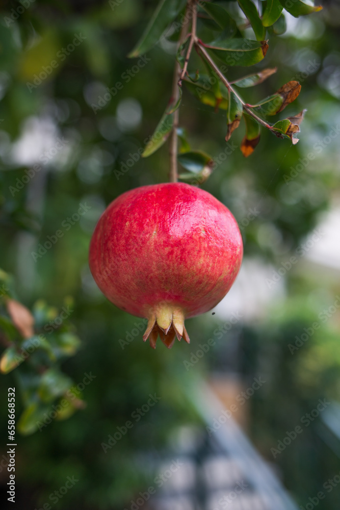 pomegranate fruit on tree pomegranate fruit on tree