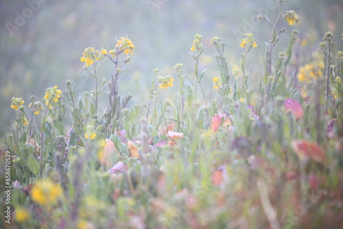 朝の花々 © Hiroko
