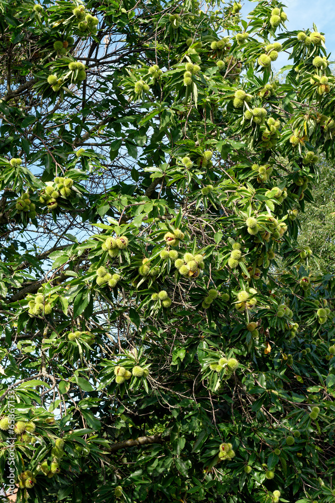 Ripe fruits on a chestnut