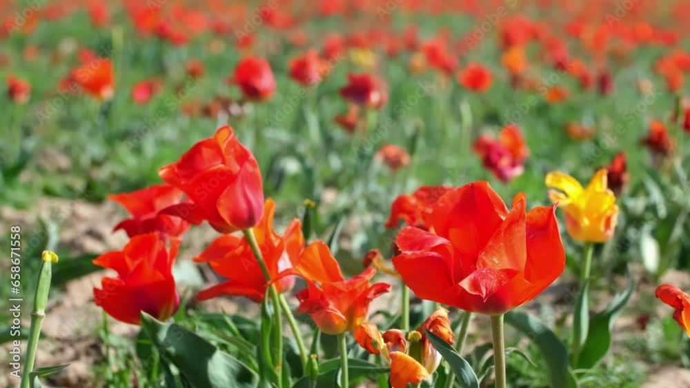 Wild Red Data Book tulips Greig in the fields of Kazakhstan. Spring flowers under the rays of sunlight. Beautiful landscape of nature. Hi spring. Beautiful flowers on a green meadow.