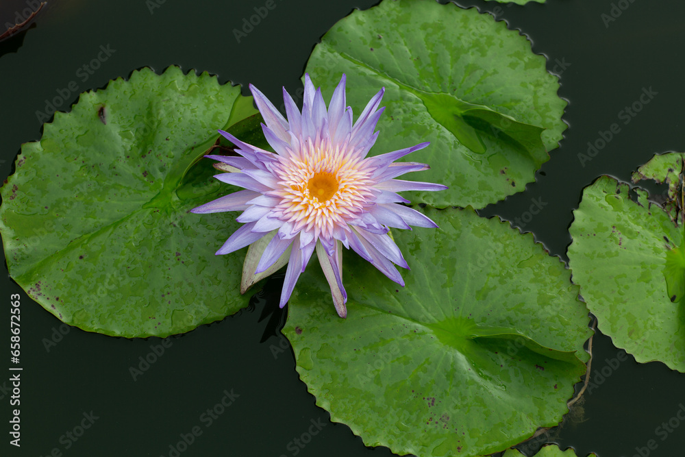lotus Flowers above water large round leaves. Fox Fire hybrid lotus blooming in the pond. lotus Flowers above water large round leaves. Fox Fire hybrid lotus blooming in the pond.