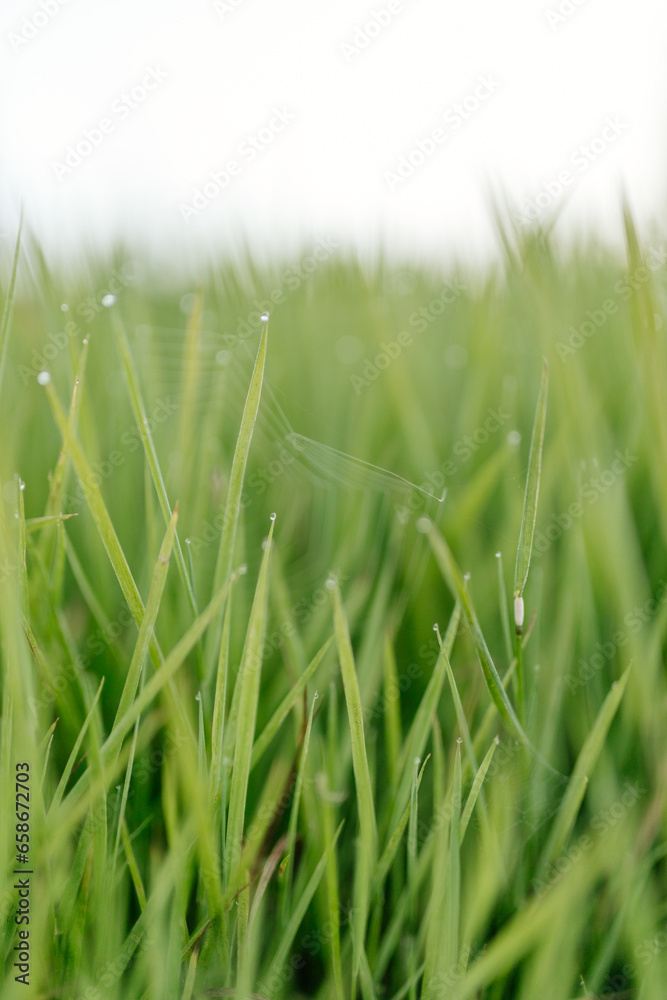 Green grass with dew drops close-up. Summer photo with green grass covered with raindrops Green grass with dew drops close-up. Summer photo with green grass covered with raindrops