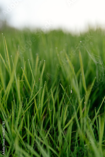 Green grass with dew drops close-up. Summer photo with green grass covered with raindrops