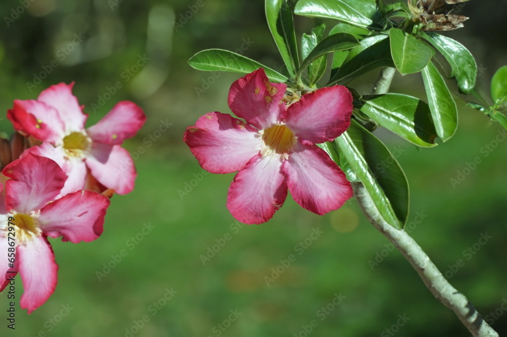 Obraz premium Desert Rose Closeup