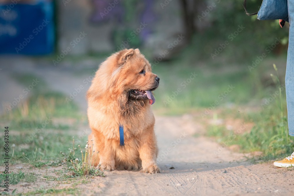 Fototapeta premium A beautiful chow-chow dog on a walk with its owner in a summer park.