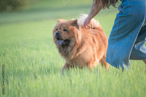 A beautiful chow-chow dog on a walk with its owner in a summer park.