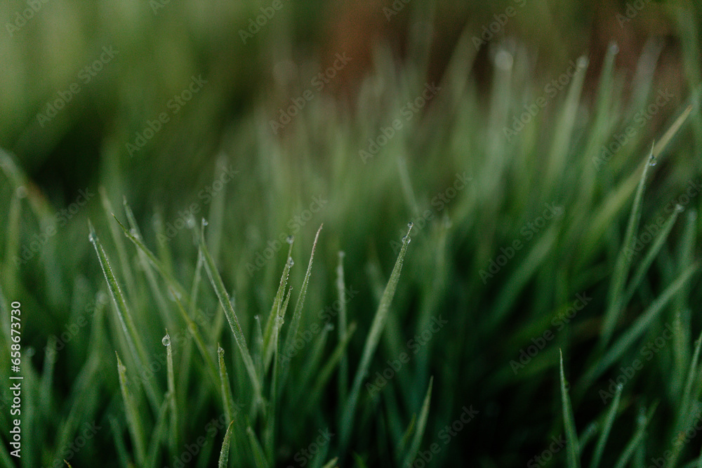 Green grass with dew drops close-up. Summer photo with green grass covered with raindrops