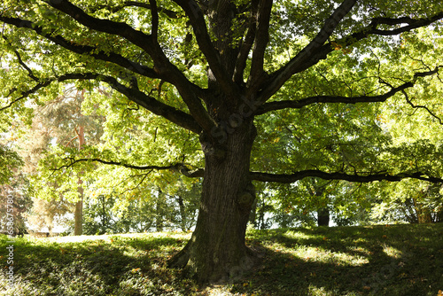 an old oak tree in the sunny garden 