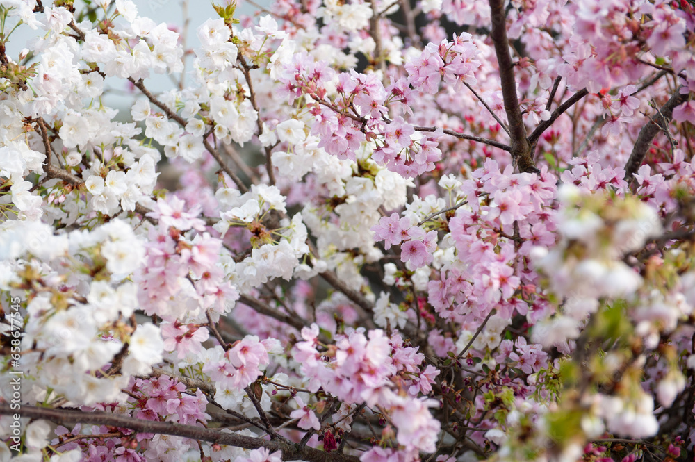 Fototapeta premium pink cherry blossom,京都