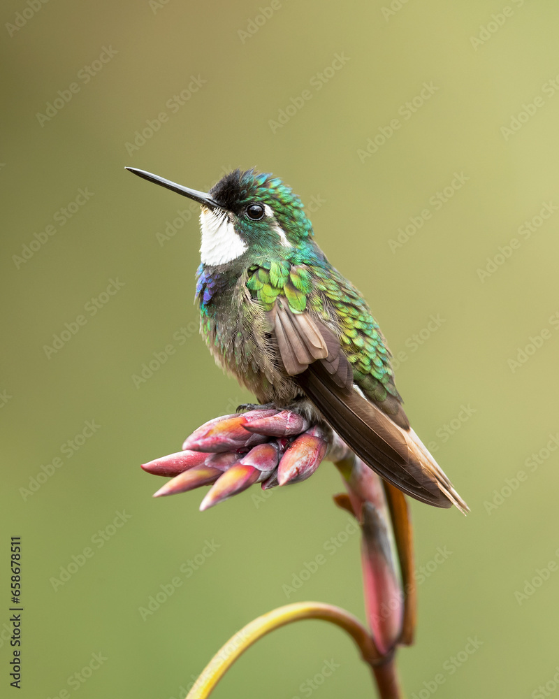 Fototapeta premium The white-throated mountaingem or white-throated mountain-gem (Lampornis castaneoventris) is a species of hummingbird in tribe Lampornithini of subfamily Trochilinae. It is endemic to Costa Rica