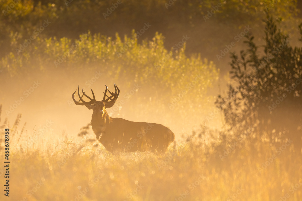Obraz premium Deer male buck ( Cervus elaphus ) during rut