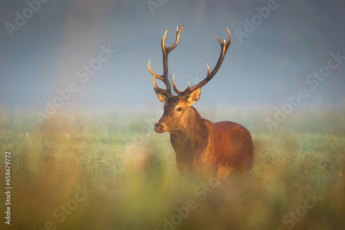 Deer male buck   Cervus elaphus   during rut