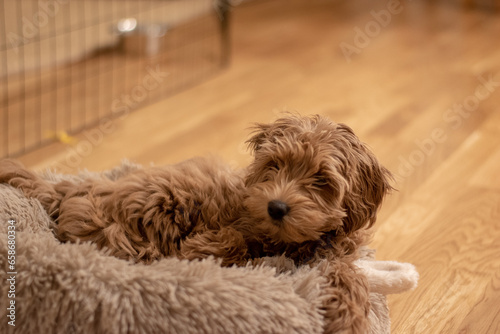 Cream colored Australian Labradoodle pup lying in fluffy bed. 15 weeks old puppy.