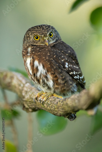 The Costa Rican pygmy owl  Glaucidium costaricanum  is a small  typical owl  in subfamily Surniinae. It is found in Costa Rica and Panama.