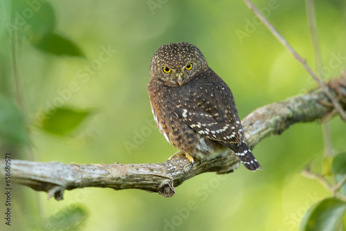 The Costa Rican pygmy owl (Glaucidium costaricanum) is a small "typical owl" in subfamily Surniinae. It is found in Costa Rica and Panama.