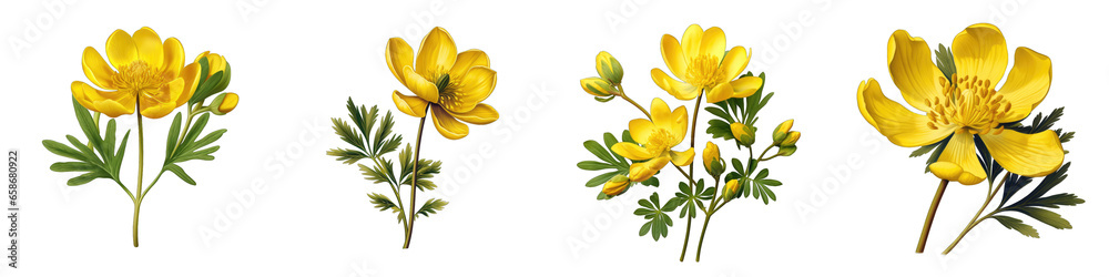 Winter Aconite Flower Hyperrealistic Highly Detailed Isolated On Transparent Background PNG File