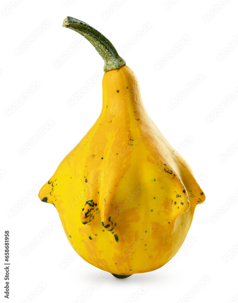 Decorative pear-shaped pumpkin. Unusual bumpy squash for embellishing