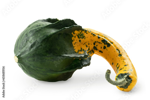 Lying on its side bicolor crookneck squash. Cucurbita pepo. Isolated on transparent background with soft shadow photo