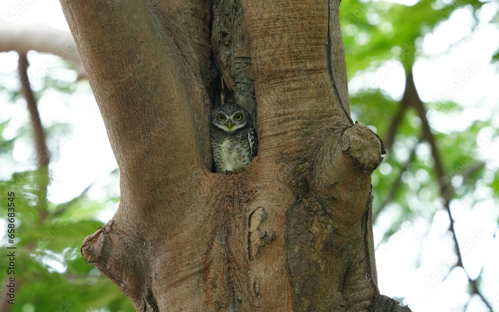 Spotted owl baby in a large hole in a tree. Spotted owl baby in a large hole in a tree.