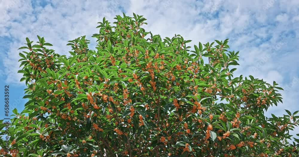 The blooming osmanthus on the tree sways in the wind on a sunny day The blooming osmanthus on the tree sways in the wind on a sunny day