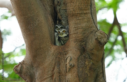 Spotted owl baby in a large hole in a tree.