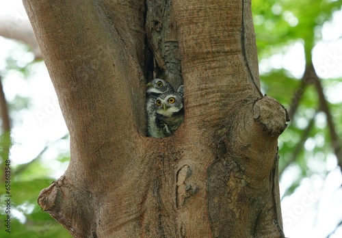 Spotted owl baby in a large hole in a tree.