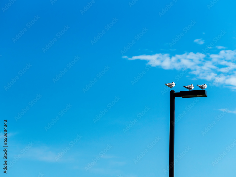 Three sea gulls standing on a modern lamp post Three sea gulls standing on a modern lamp post