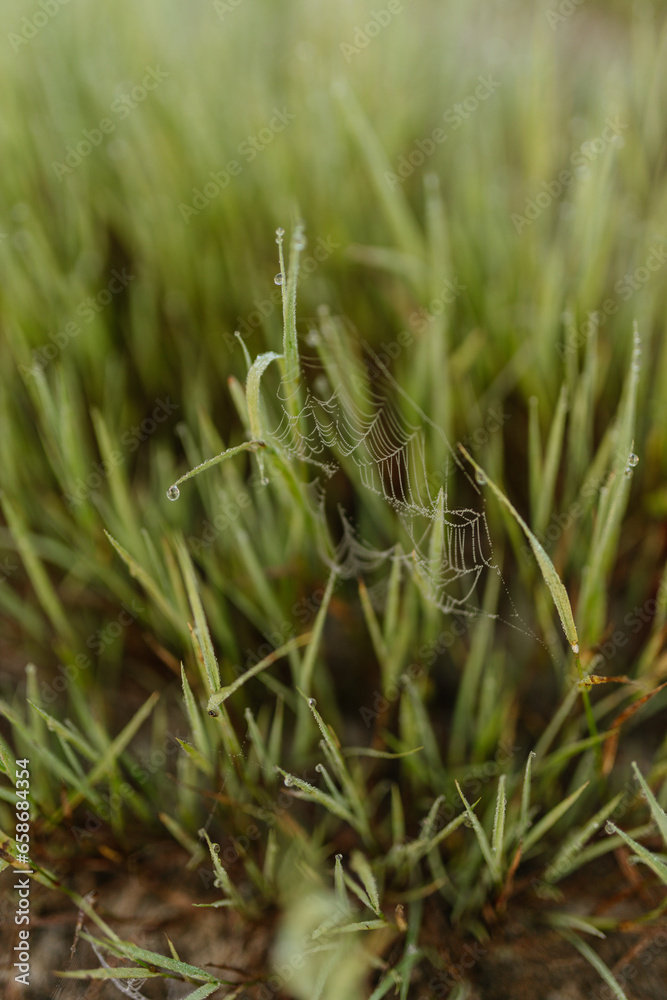 Green grass with dew drops close-up. Summer photo with green grass covered with raindrops Green grass with dew drops close-up. Summer photo with green grass covered with raindrops