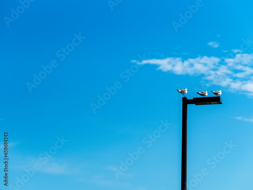 Three sea gulls standing on a modern lamp post