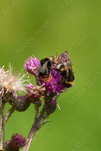 Dunkle Erdhummel (Bombus terrestris) und Felsen-Kuckuckshummel (Bombus rupestris) photo