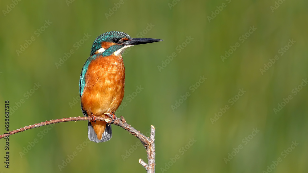 Fototapeta premium kingfisher on a branch in nature